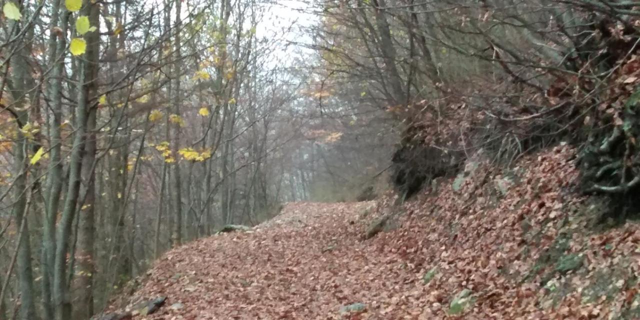Martinet Vernante